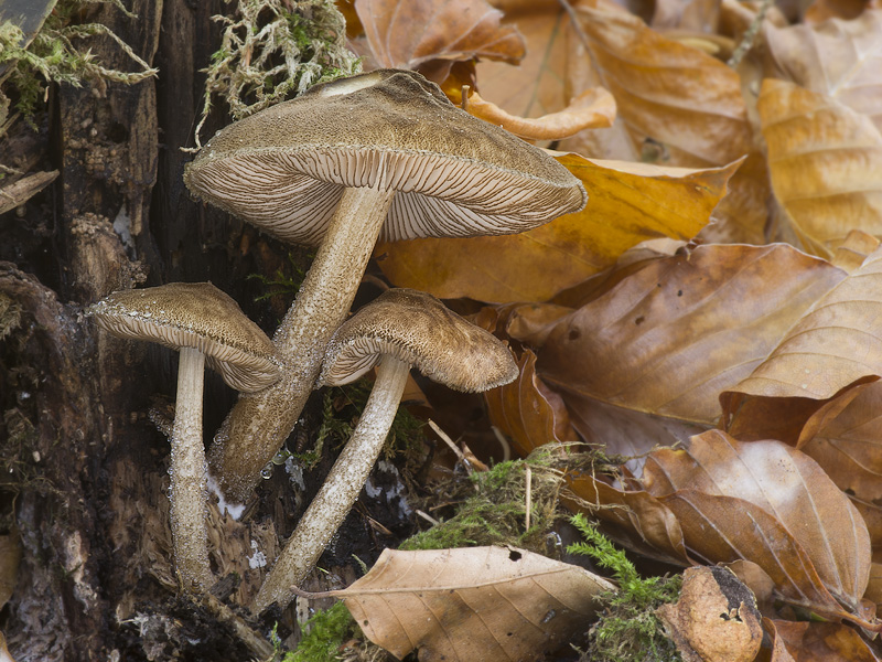 Pluteus umbrosus